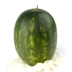 אבטיח