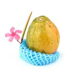 פפאיה כתומה