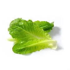 חסה רומית עלים