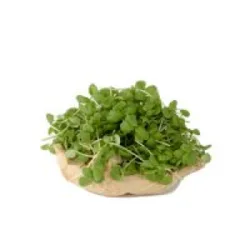 מיקרו כוסברה